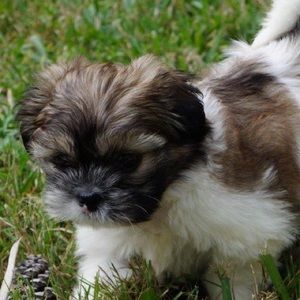 Meet your Posher, Trey